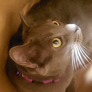 Meet your Posher, Rose